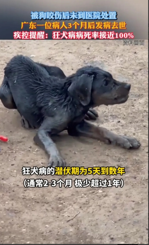 “太大意了！”广东，一人被狗咬了，5天后咬他的狗死了，但此人未意识到问题的严重性