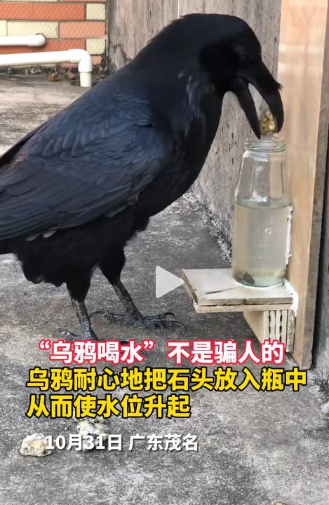 “太有意思了”安徽一男子为测试乌鸦是否如书中所述那般聪明，对家中饲养的乌鸦进行试