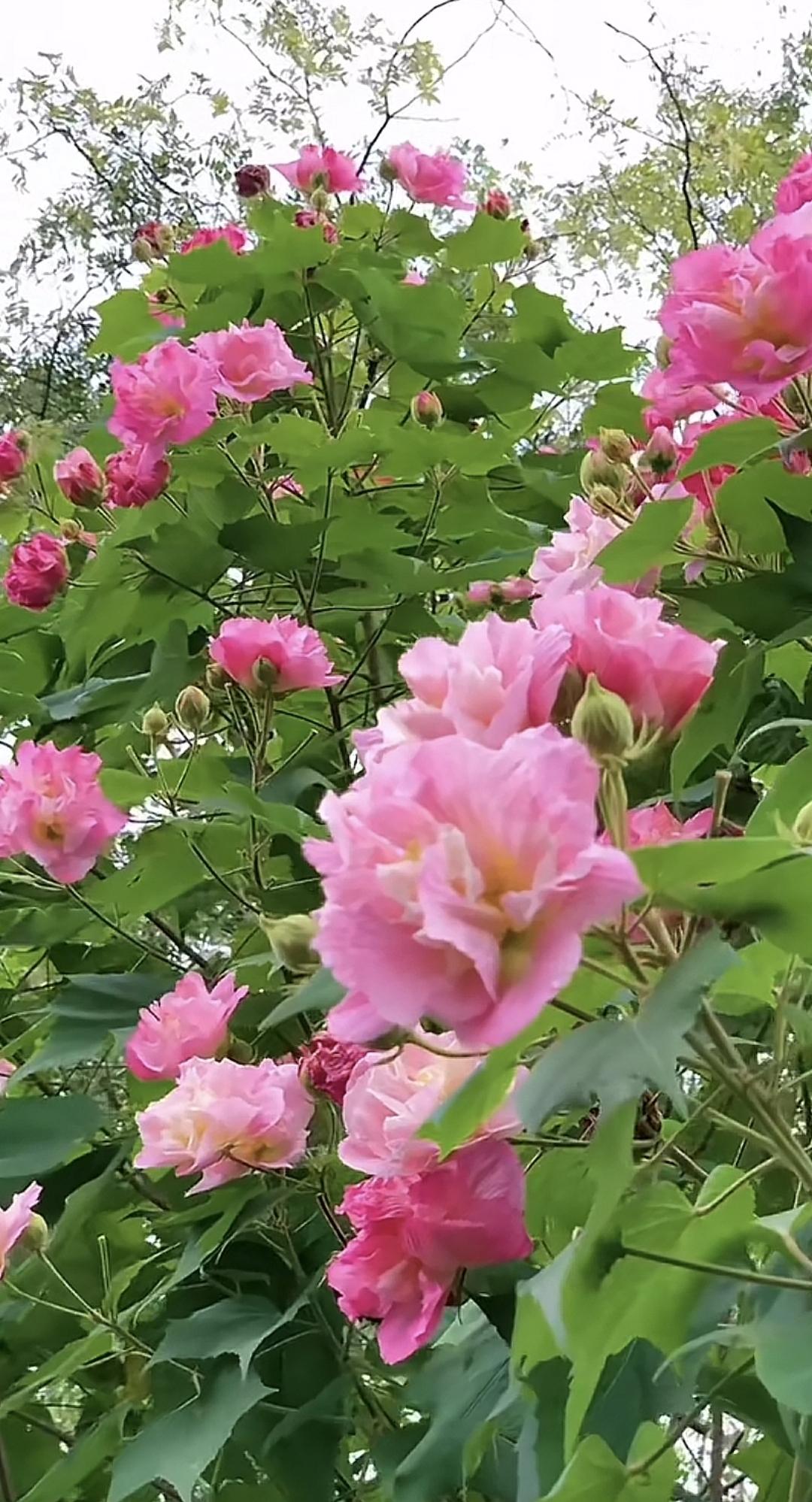 上联：看山看水看山水，求下联赏花赏月赏花月