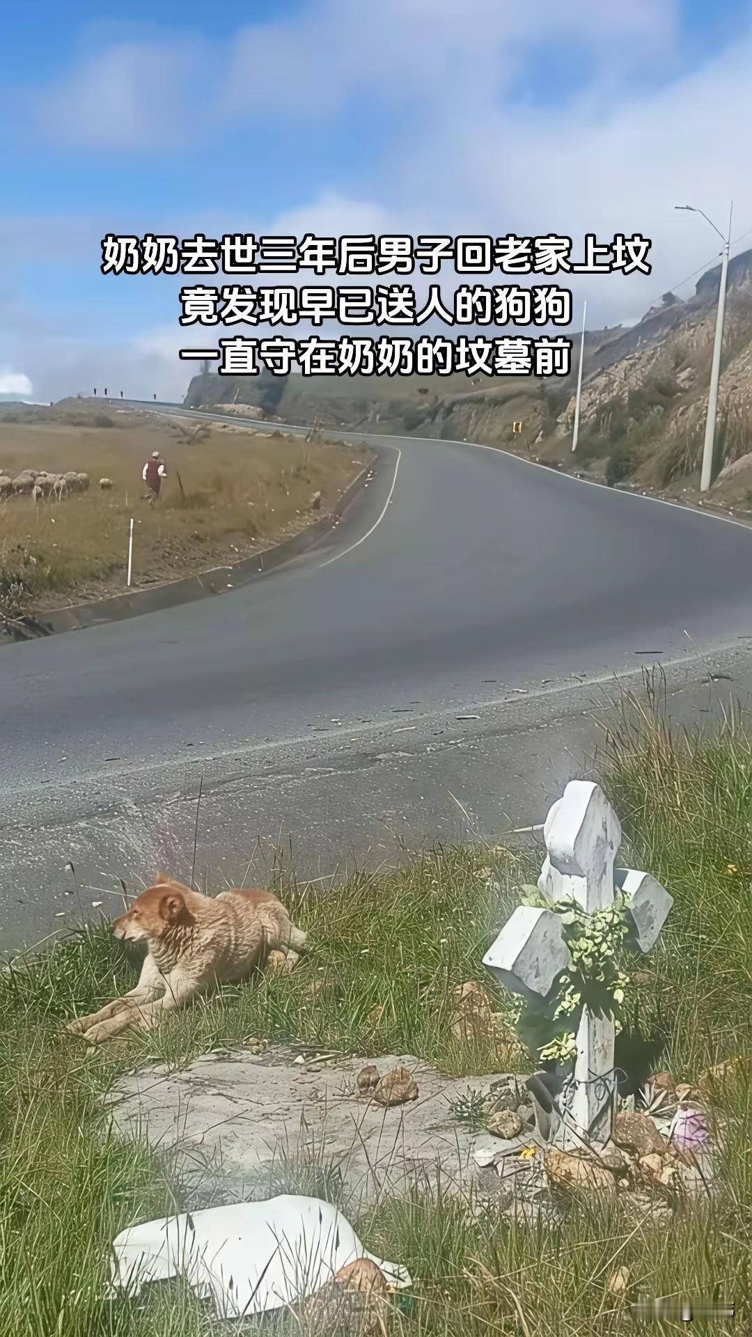 一位小哥哥的奶奶去世了三年，这天，他去给奶奶上坟，竟发现早已送人的狗狗却一直守在