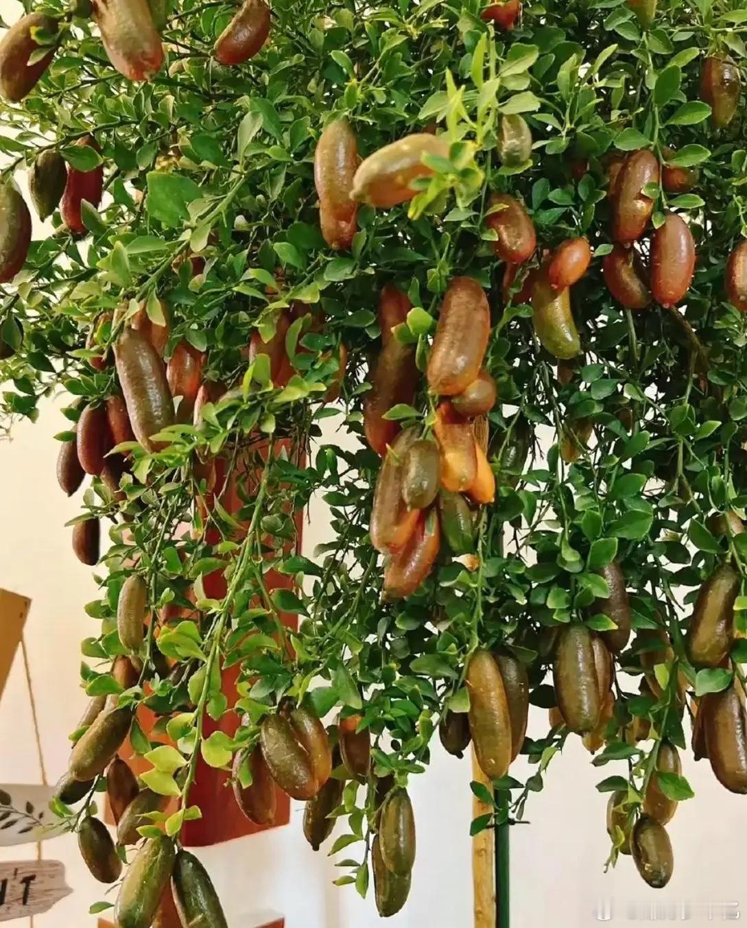 有认识的吗？这种什么果