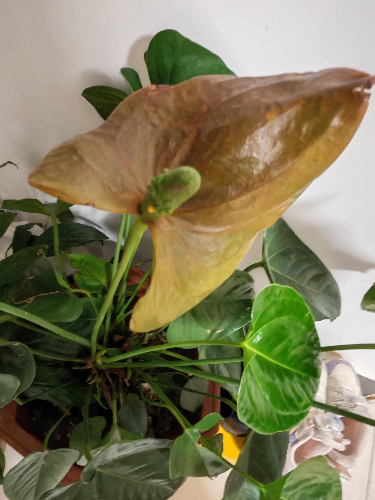 17岁的女孩，怎么会得这种病？凌晨一点的医院病房外，一位父亲正在抱着头蹲在那里