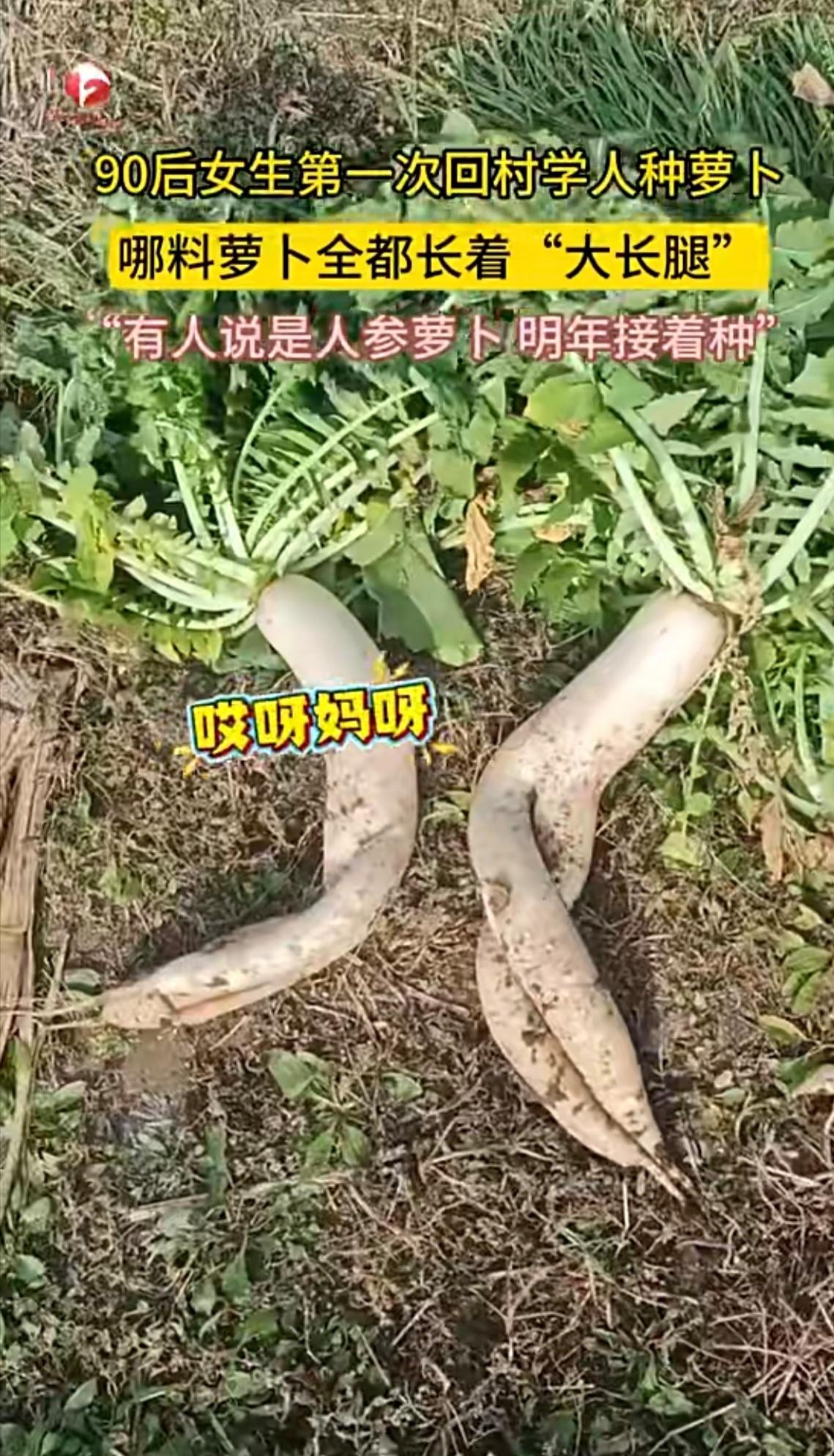 “开眼界了！”10月26日，在辽宁丹东，一位90后姑娘第一次尝试种萝卜，收成时却