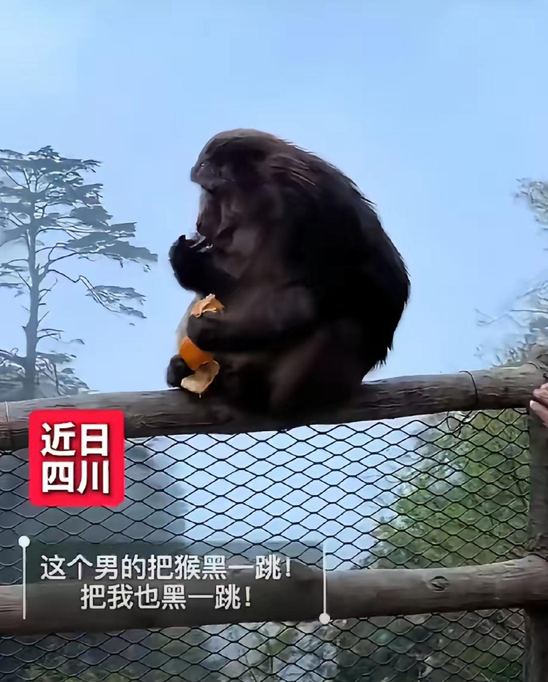 一只猴子正蹲在悬崖边安安静静剥橘子吃，一个男人悄无声息靠近，突然伸出手，猛地把猴
