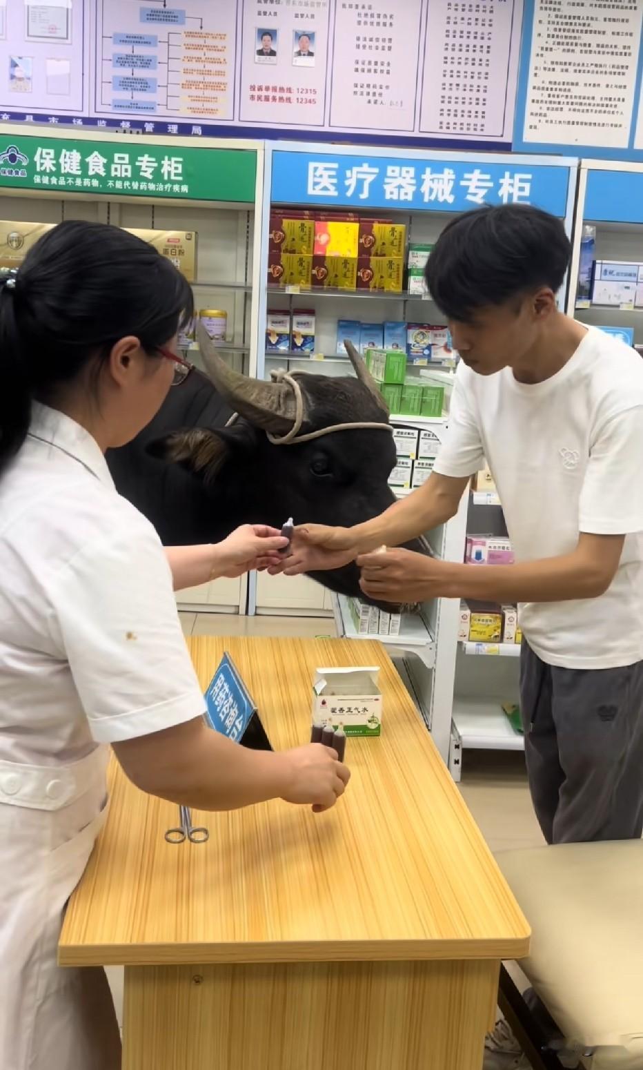 牛也中暑了
