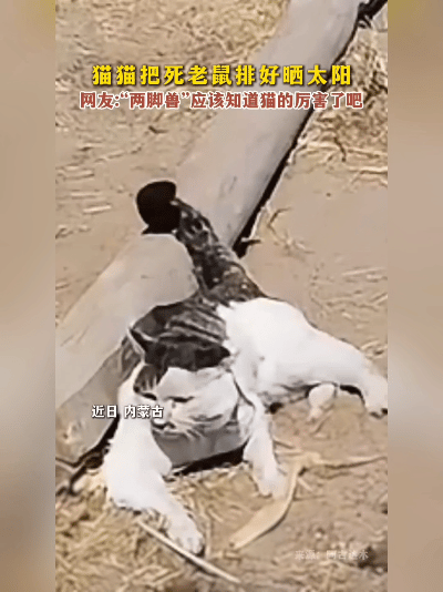 清晨被窝里摸到硬邦邦的东西，开灯一看差点把魂吓飞！家人们救命啊！凌晨五点被