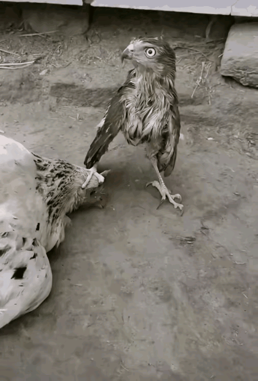 虽然瘦小，但是还是拿捏得死死的