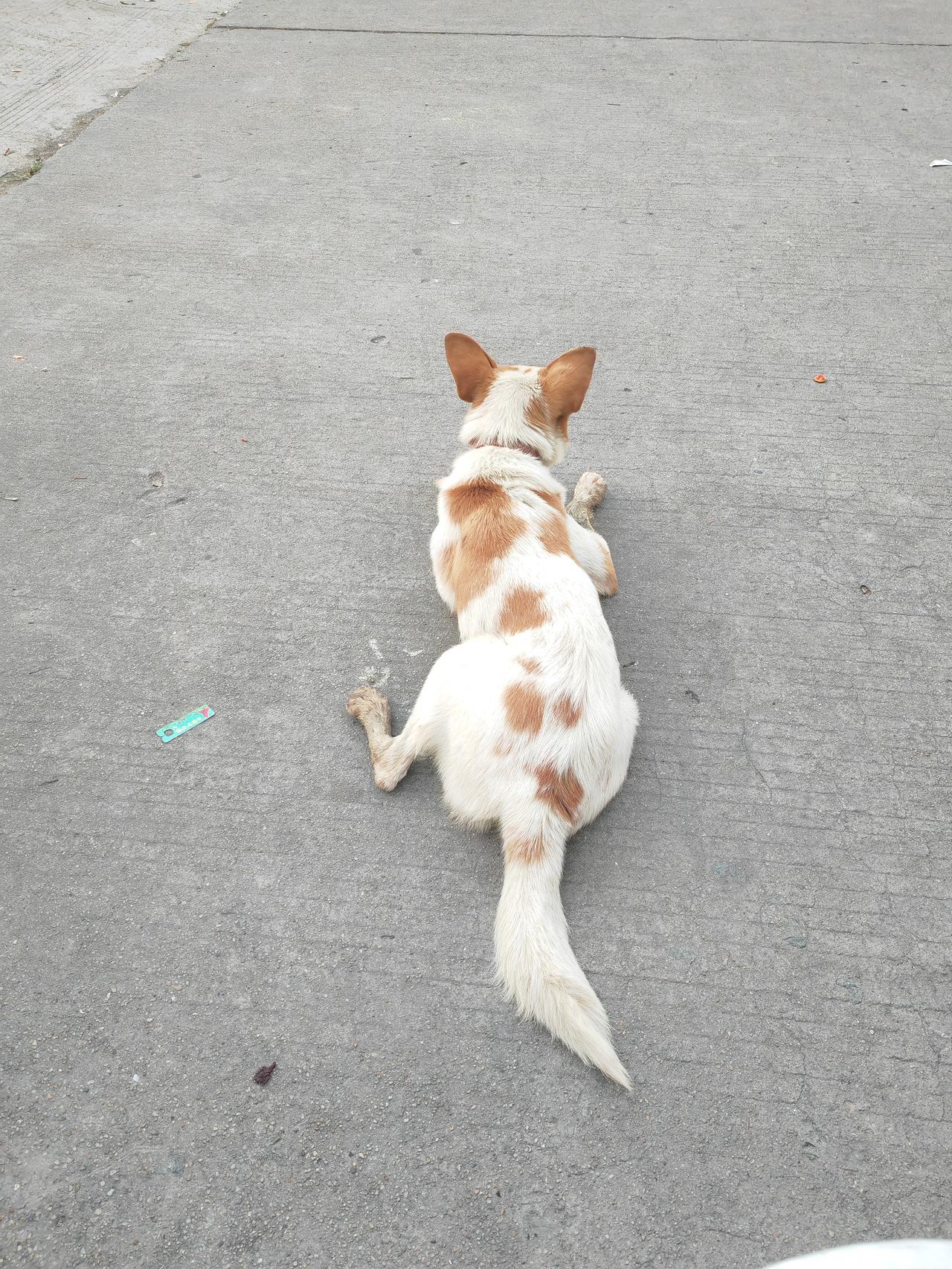 小狗狗，又来了一只小狗，趴在地上看风景，似乎是饿了好久，那么瘦，细长细长的，从后