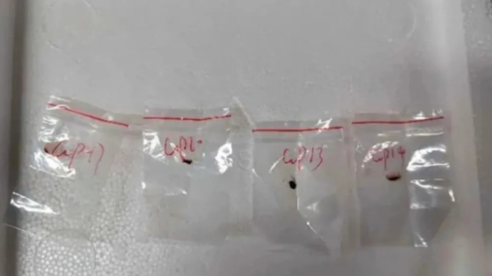 哥们，中国俩人把毒菌运到美国，搞得大家心慌慌，这事儿可不是闹着玩的。
