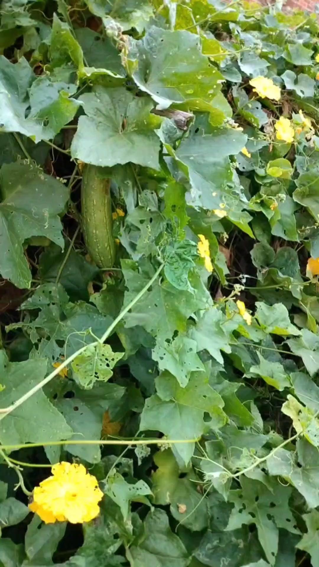 农村丝瓜的隐藏吃法，清甜解暑还润喉！🍃万万没想到农村常见的丝瓜竟有这么惊艳的吃