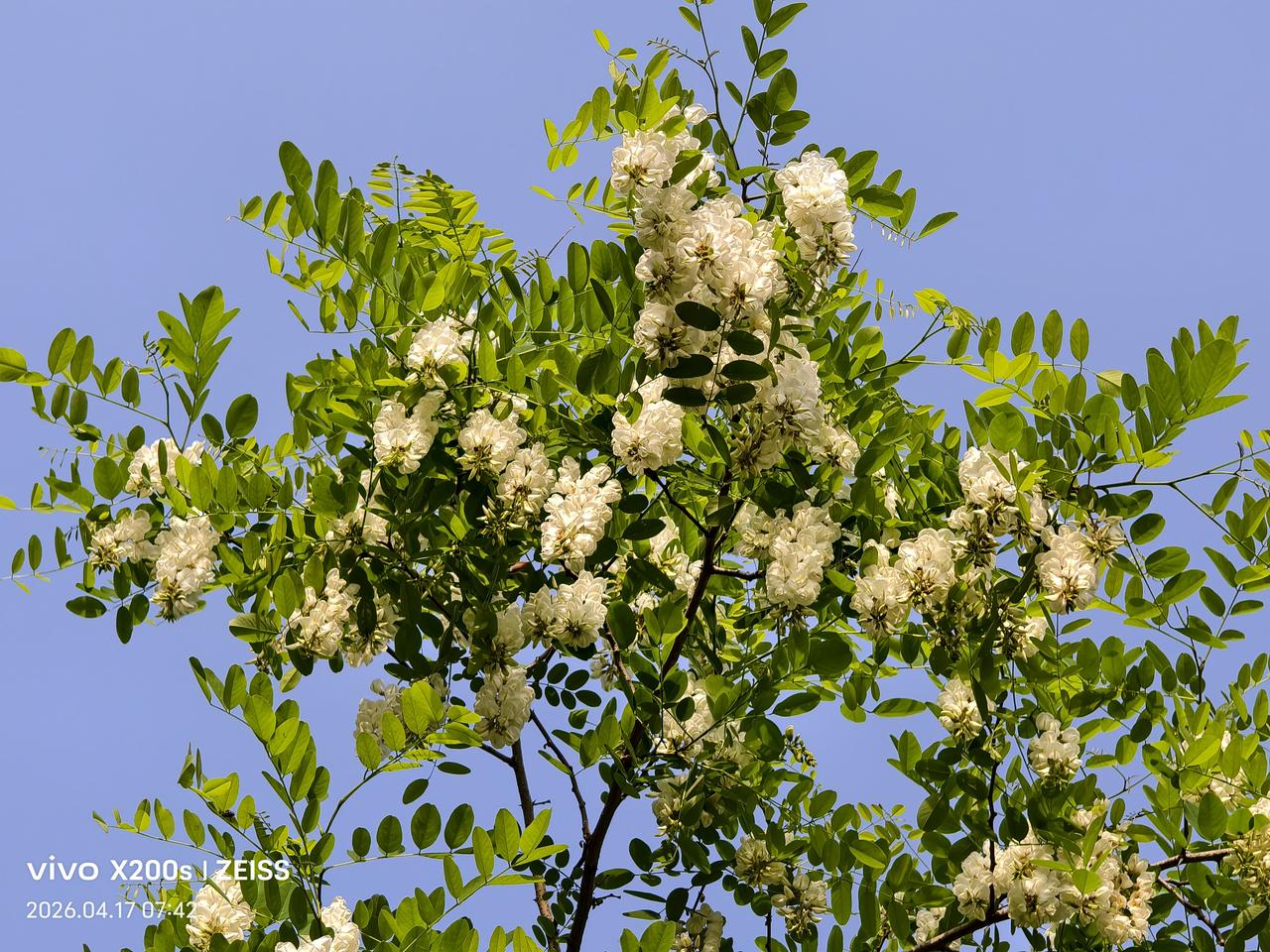 不知大家发现没有，县级以下长大的年轻人，他们既不是不认识春天里的各种野蔬，