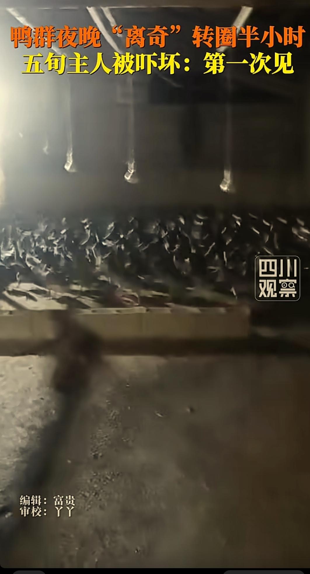 “解释不清了！”6月21日，湖南怀化，一男子拍下不可思议的一幕，自家养的80多只