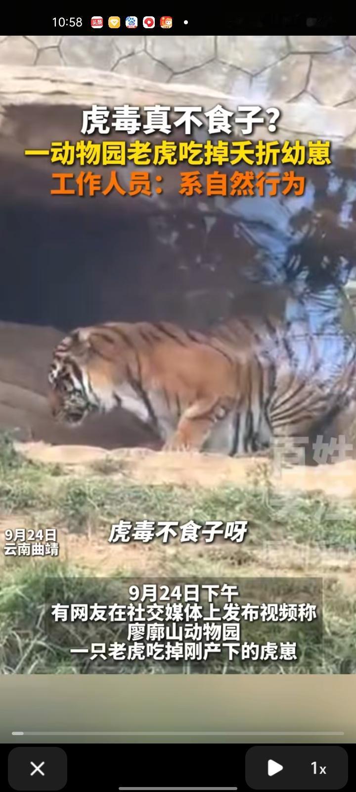 9月24日，云南曲靖。网友发视频称，寥廓山动物园有一老虎吃下刚生出来的虎崽。动物