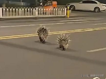 南京街头出现两只豪猪，神奇的是，动物园否认有豪猪出逃，当地人这下害怕了……