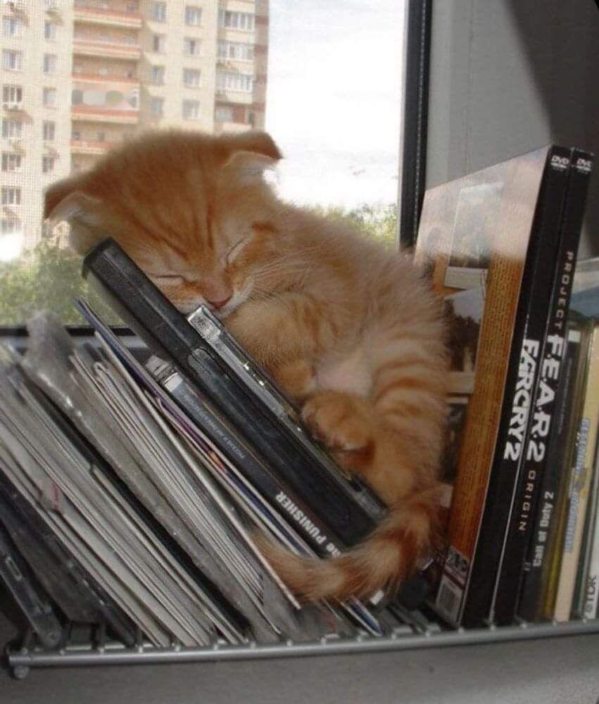 在知识的海洋里睡大觉的猫猫​​​