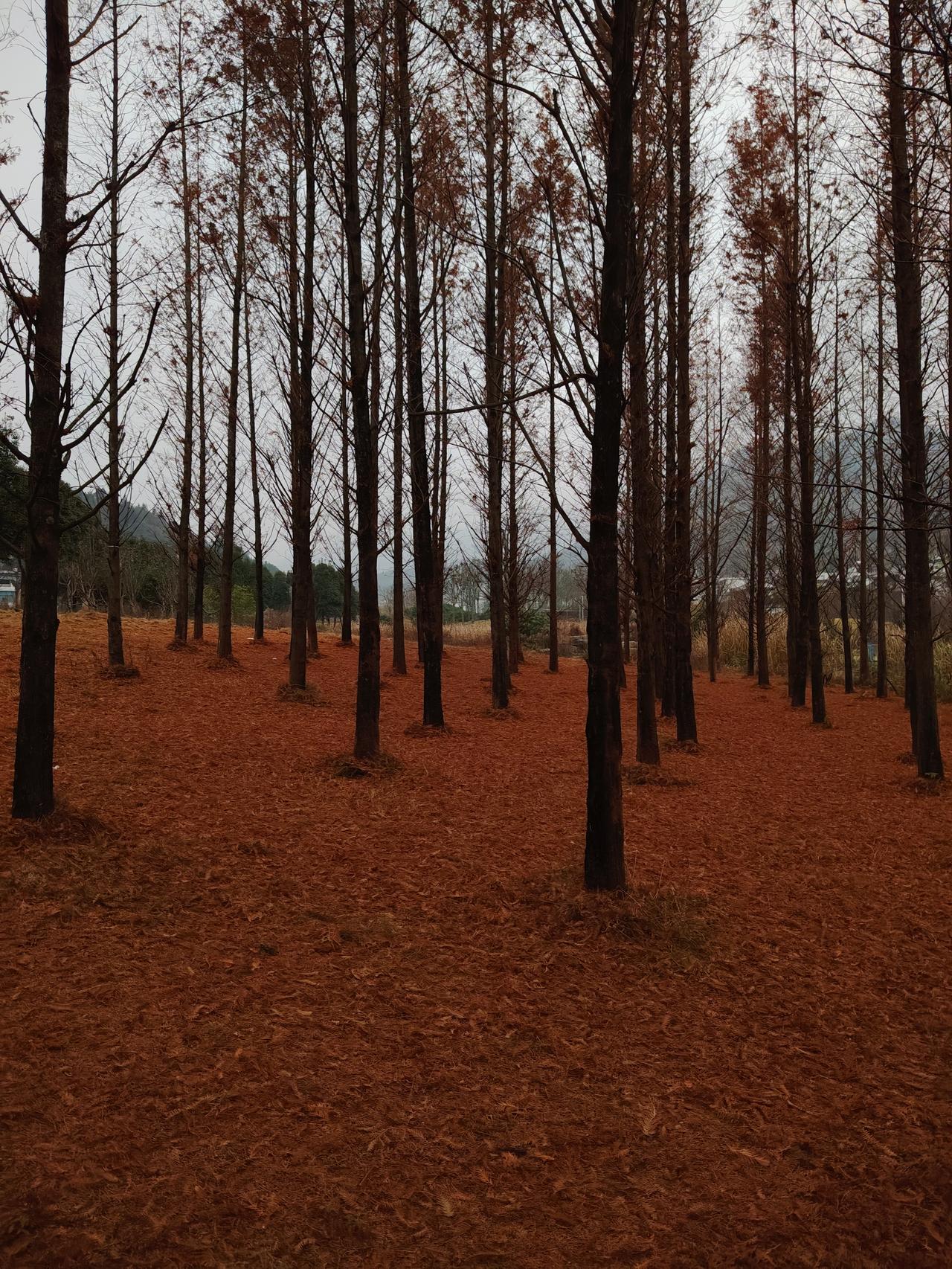 A股市场现在就是一个跷跷板。摩尔线程，银行涨了，大盘就跌。摩尔线程，银行跌了