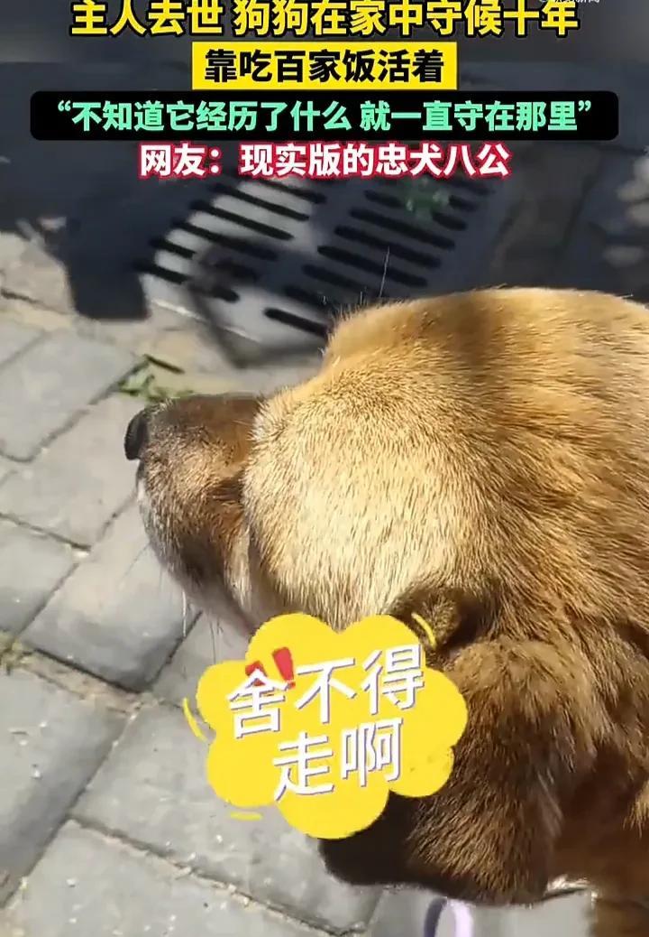 看哭了！5月21日，江苏连云港一名女子发视频称，一位屋主去世后，房子空置了十年，