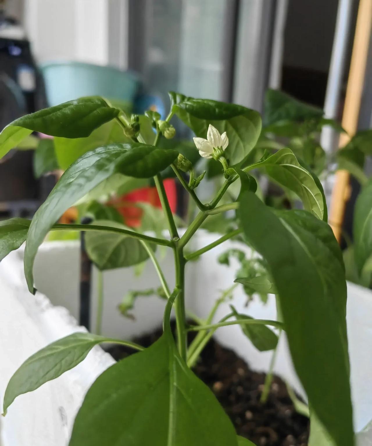 我种的辣椒为什么只开花不结果呢？前段时间买的辣椒苗和西红柿苗，移植在花盆里都活