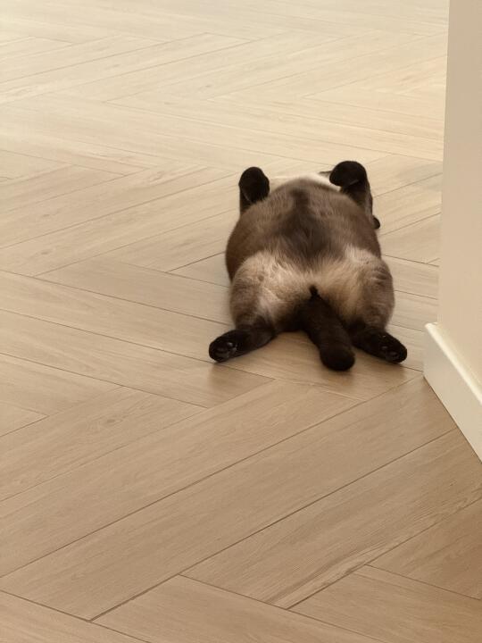 猫儿这个仰卧起坐