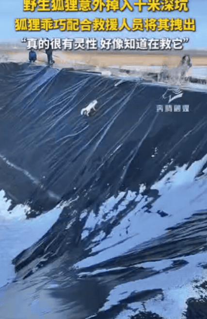 “科学解释不清了！”内蒙古，一只野生狐狸意外掉入10米深坑，当救援人员放下长布时
