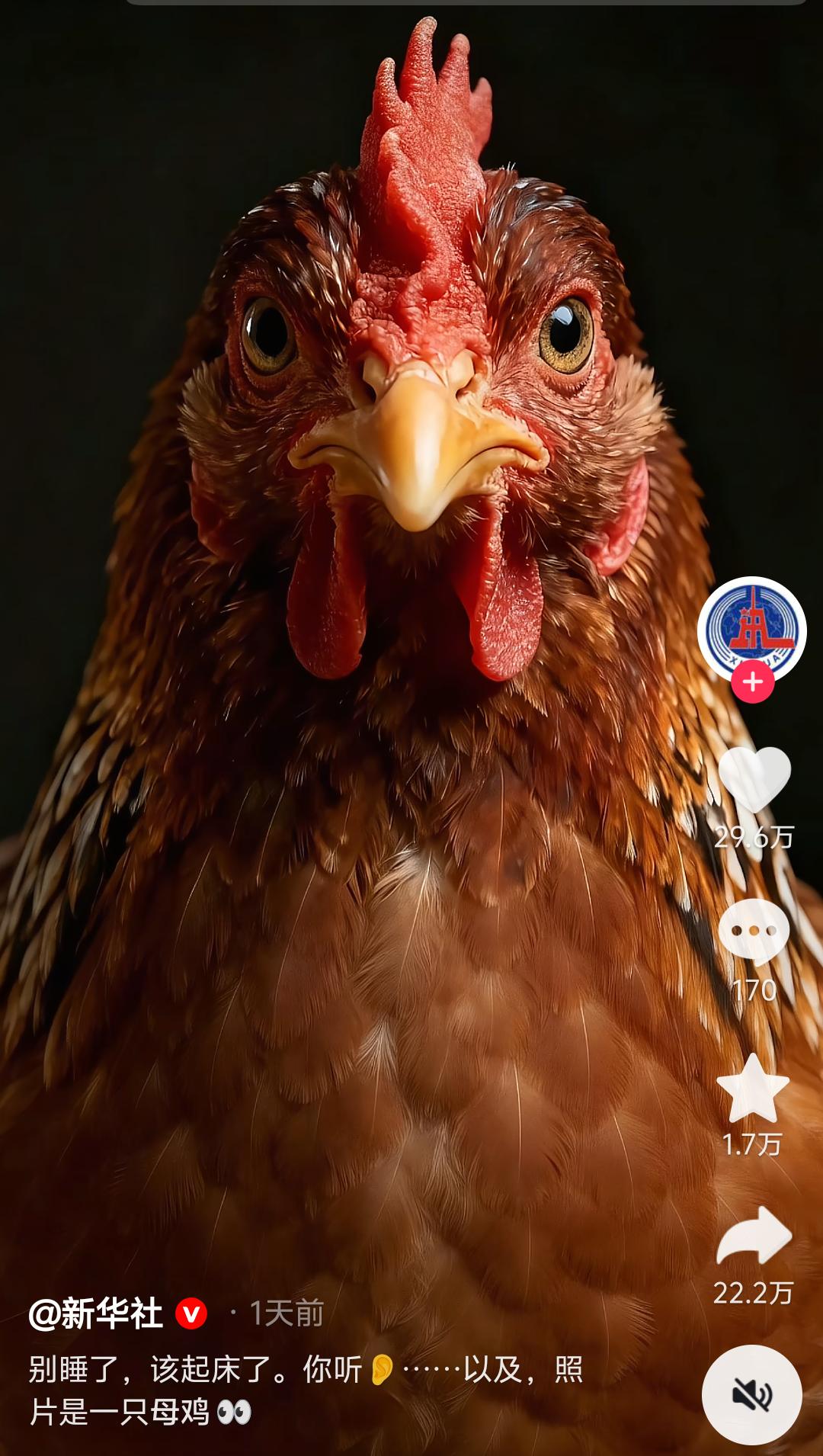 新华社发的这张图，让人丈二和尚摸不着头脑：母鸡也能叫人起床？4月10日，新华