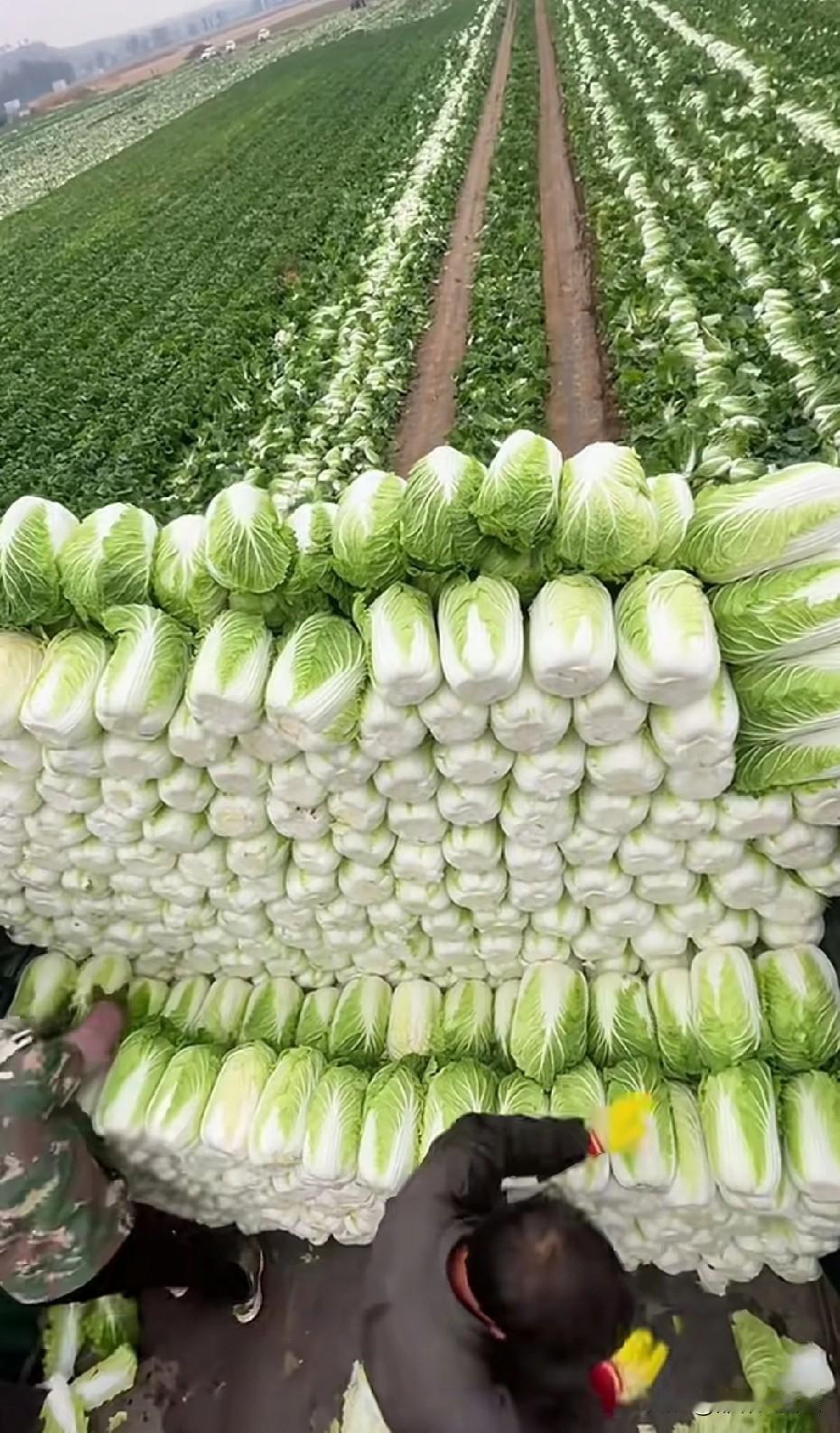 白菜价格一路飙升，有人说是今年白菜少。谁说今年白菜少了？看看正在地里装白菜的大车