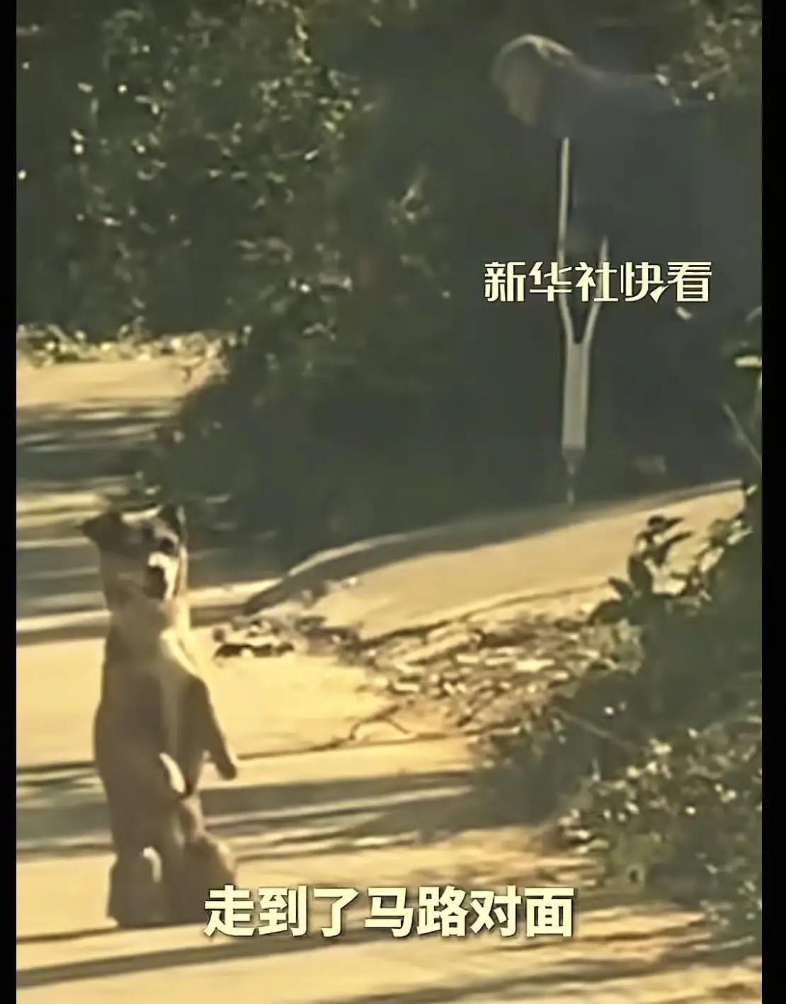 “这狗也太有灵性了吧！”安徽广德，女子和老公开车路过一条乡村山路，突然一条狗跪在