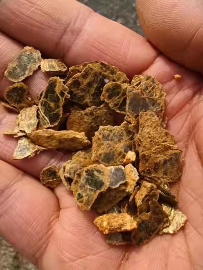 这也太厉害了吧，辽宁庄河一8岁男孩上山挖野菜发现疑似山上有金矿！4月16日