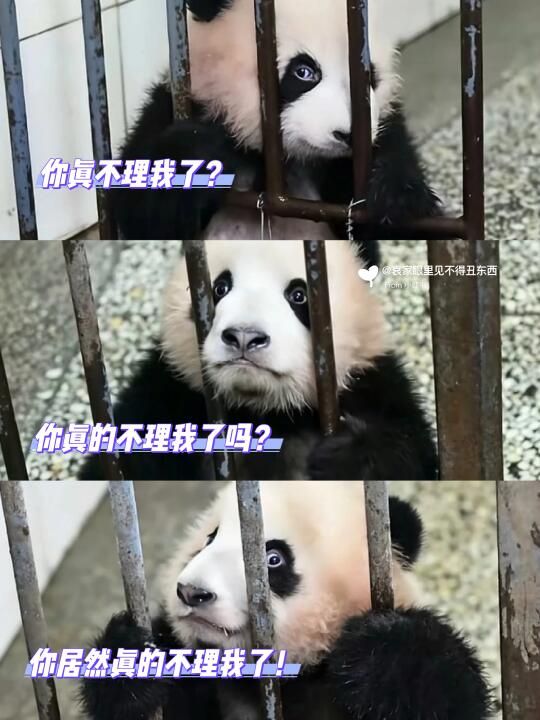 我敢说这是熊猫界的眼技top1👍👍