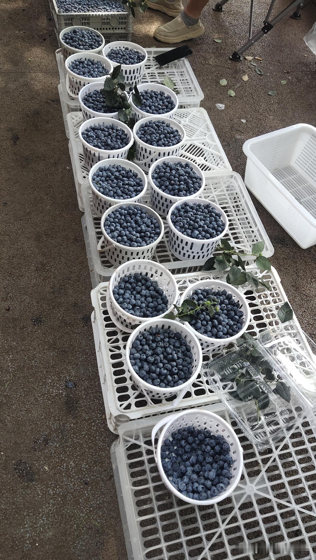 其实我从来没买过蓝莓，主要还是觉得也没那么好吃，以前超市卖25块一小盒，在云南比