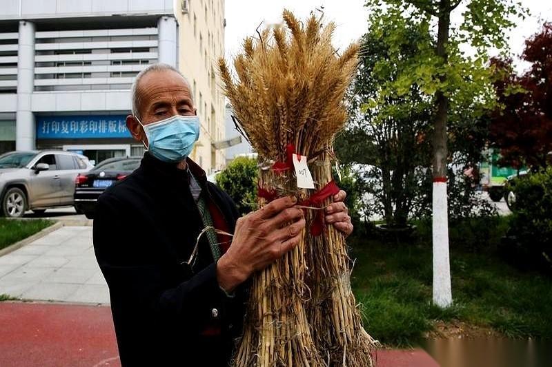 今年我们这儿种麦子，有个事儿，绝了。好多人，不买种子了。你没听错，就用自己家