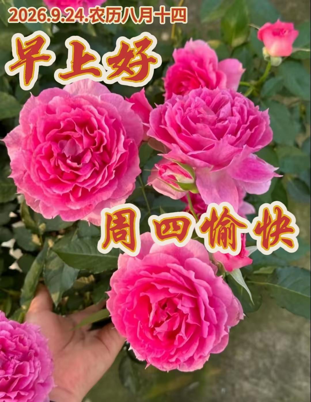 周四早安🌞新的一天，愿我们卸下疲惫，心怀暖阳。不必焦虑，慢慢来，平凡的日子