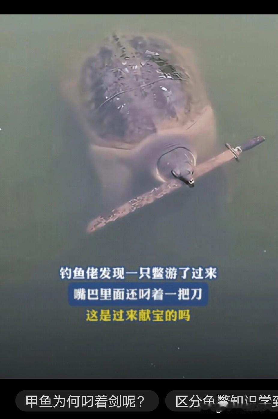 广东男子钓鱼遇“献剑”甲鱼，是祥瑞还是警告？钓鱼竿纹丝不动，手机屏幕的光映在