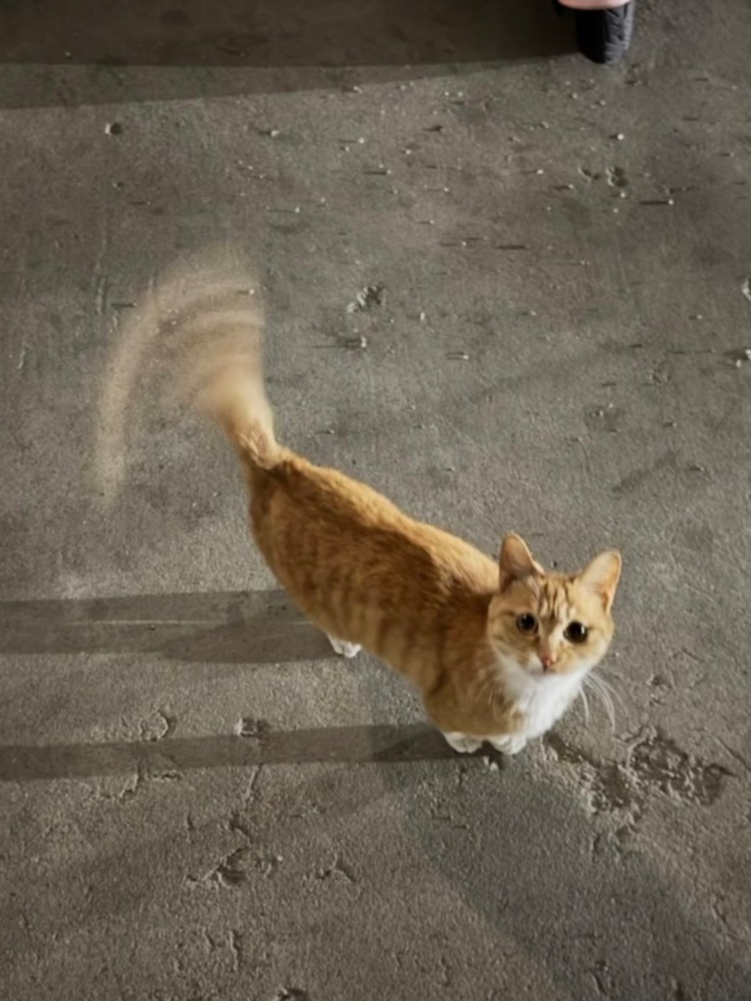 小猫看到喜欢的人尾巴直接变成直升机了​​​