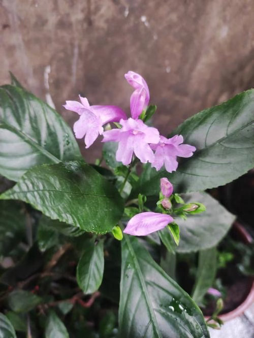 ‎种植板蓝根种植主要选好地、抓准播种季、管好水肥。喜温暖湿润，怕涝，深根性，适