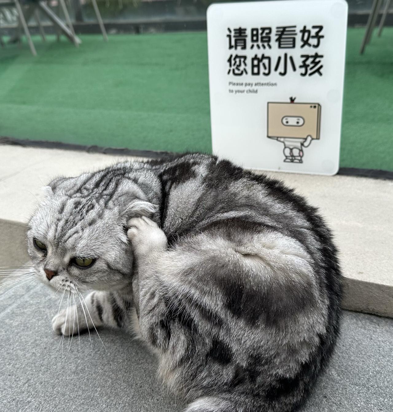 这一看就是猫界的熊孩子