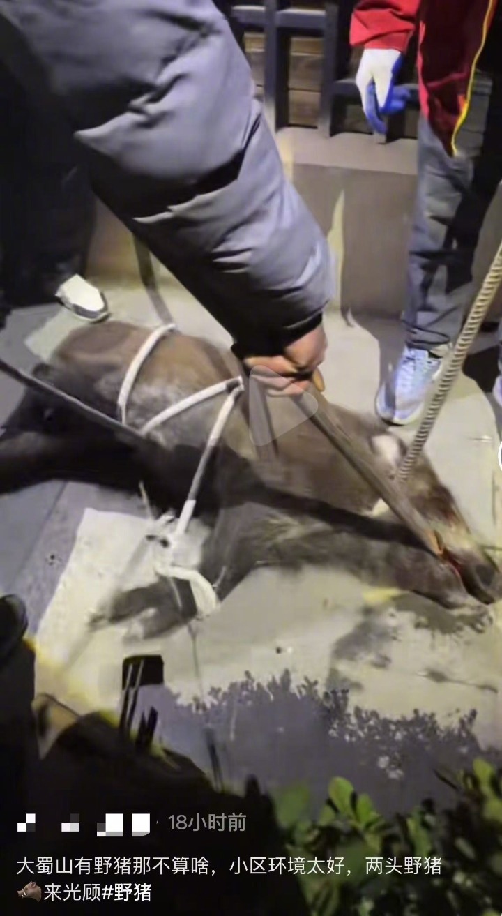 合肥一小区上演30人围捕大战，百斤野猪“咻”一下窜过业主身边！