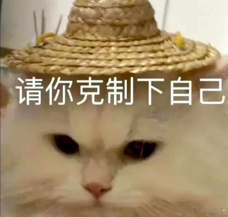 聊天实用猫咪表情包。