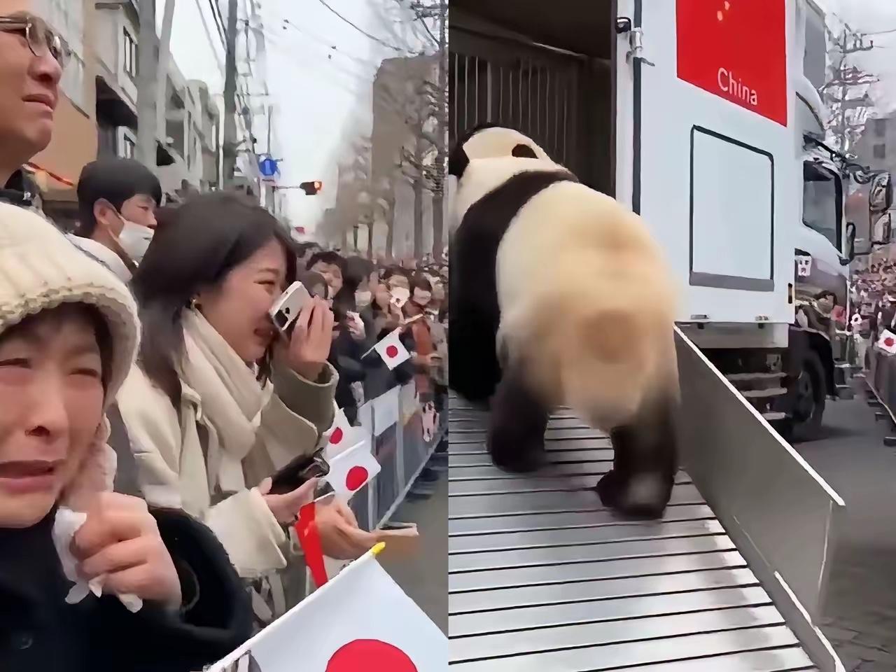 晓晓蕾蕾头也不回登车归国，日本民众的眼泪根本留不住国宝的归途，这哪里是离别，更是