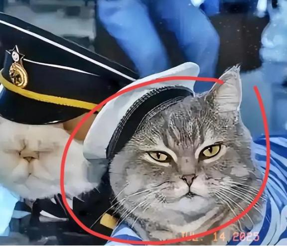航母上为什么要养猫？是为了抓老鼠？那你就错了，现在航母上的猫可不是为了抓老鼠，而