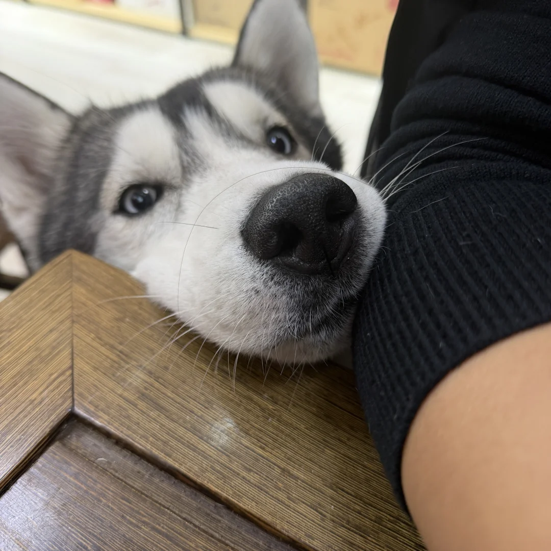 小狗有什么坏心思呢