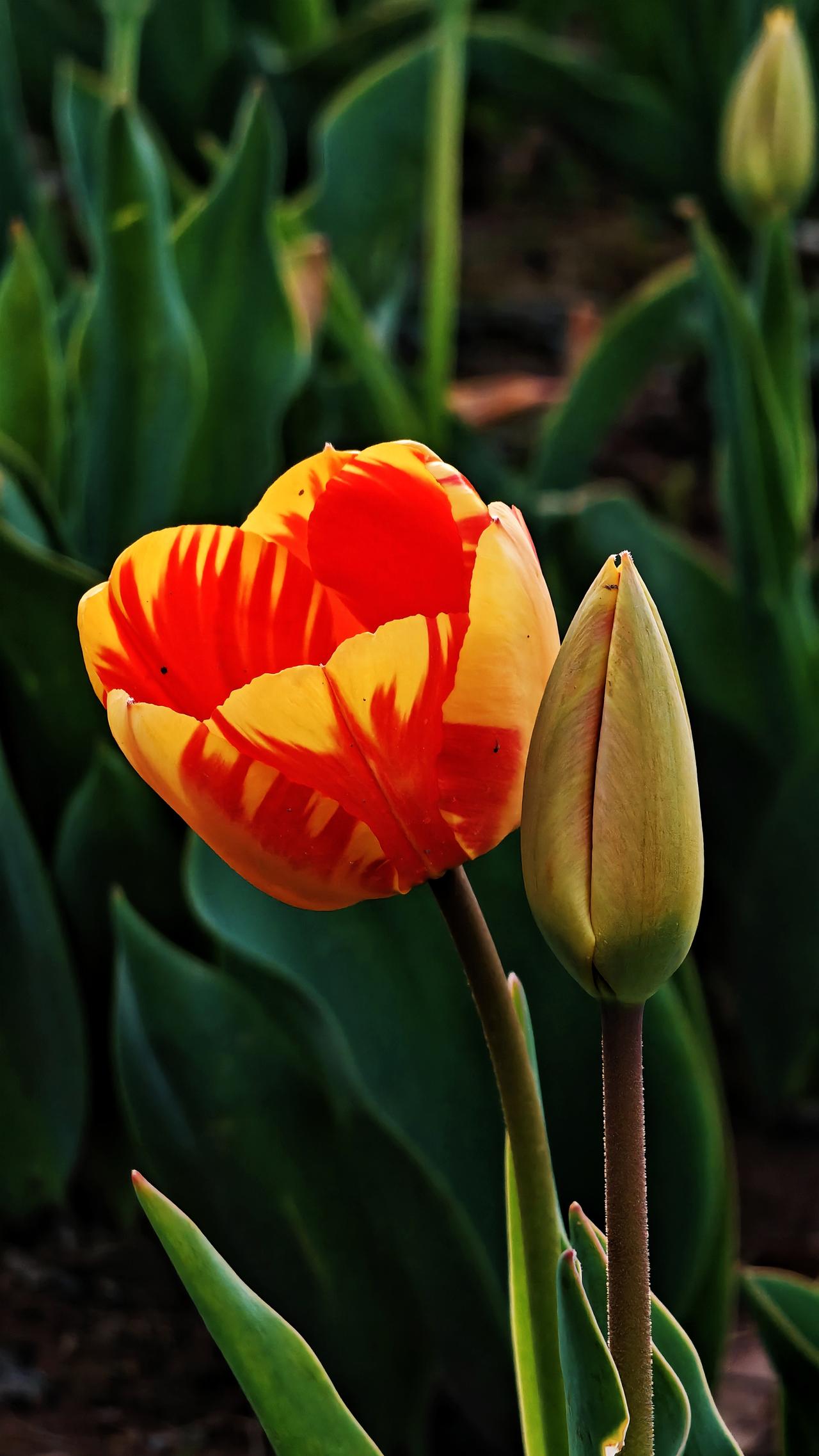 前天晚上，我爸打电话，说和我妈起了争执。原因是去年夏天下雨太多了，老家的石头窑洞