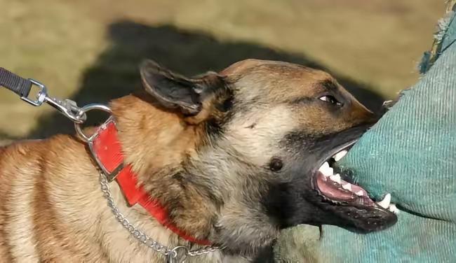 很多人遭遇恶犬突然扑咬时，本能反应全是错的。要么抬手猛砸狗脑袋，要么使劲拉扯被