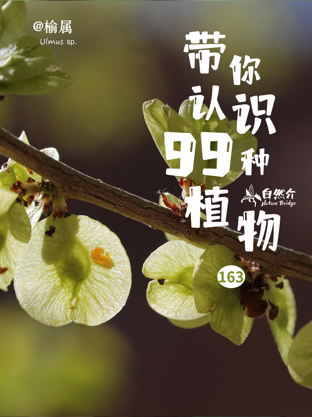 带你认识99种植物