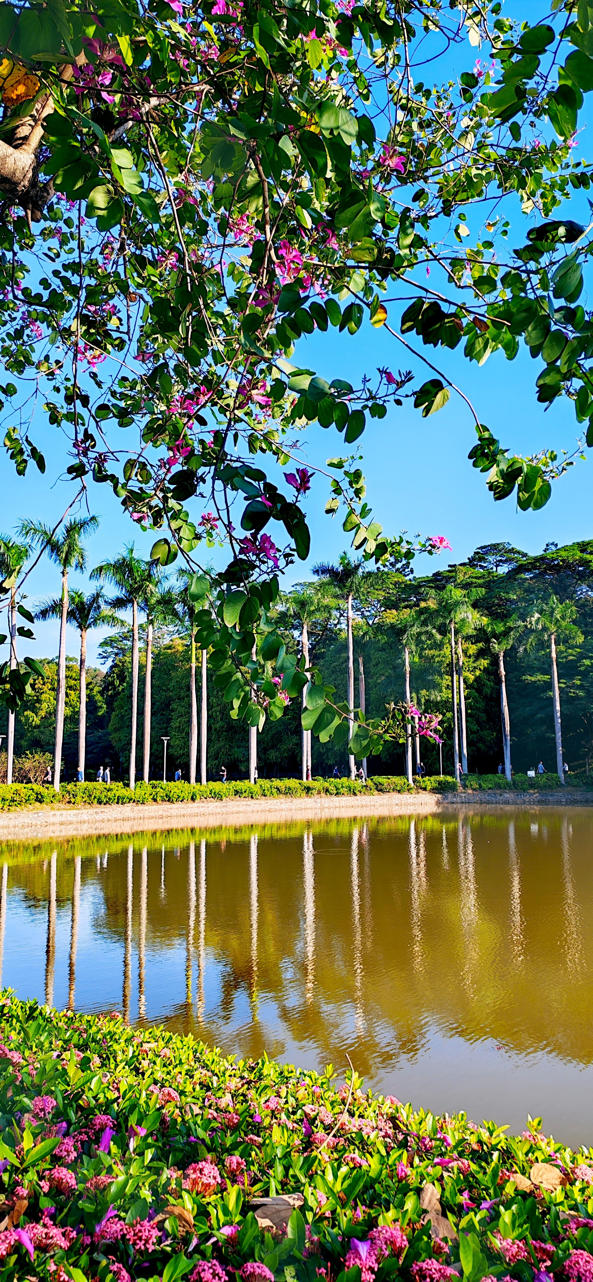 天河公园：湖水、芦苇、鸟儿、异木棉……构成一幅初冬美景。