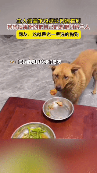 主人假装抢鸡腿，这一幕被狗狗看到后，狗狗特别果断地把自己碗里的鸡腿叼给了主人。而