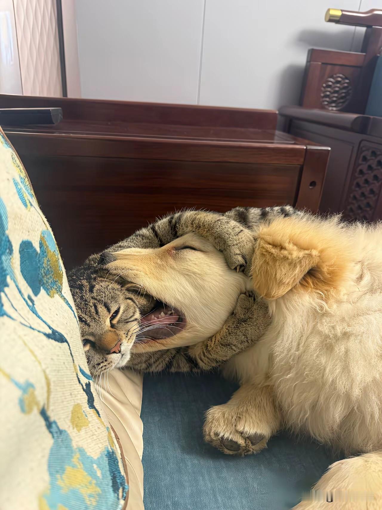 猫咪和狗狗在一起，这是跨越物种的友谊，狗用嘴好像是咬着它，实际上并没有咬它，它是