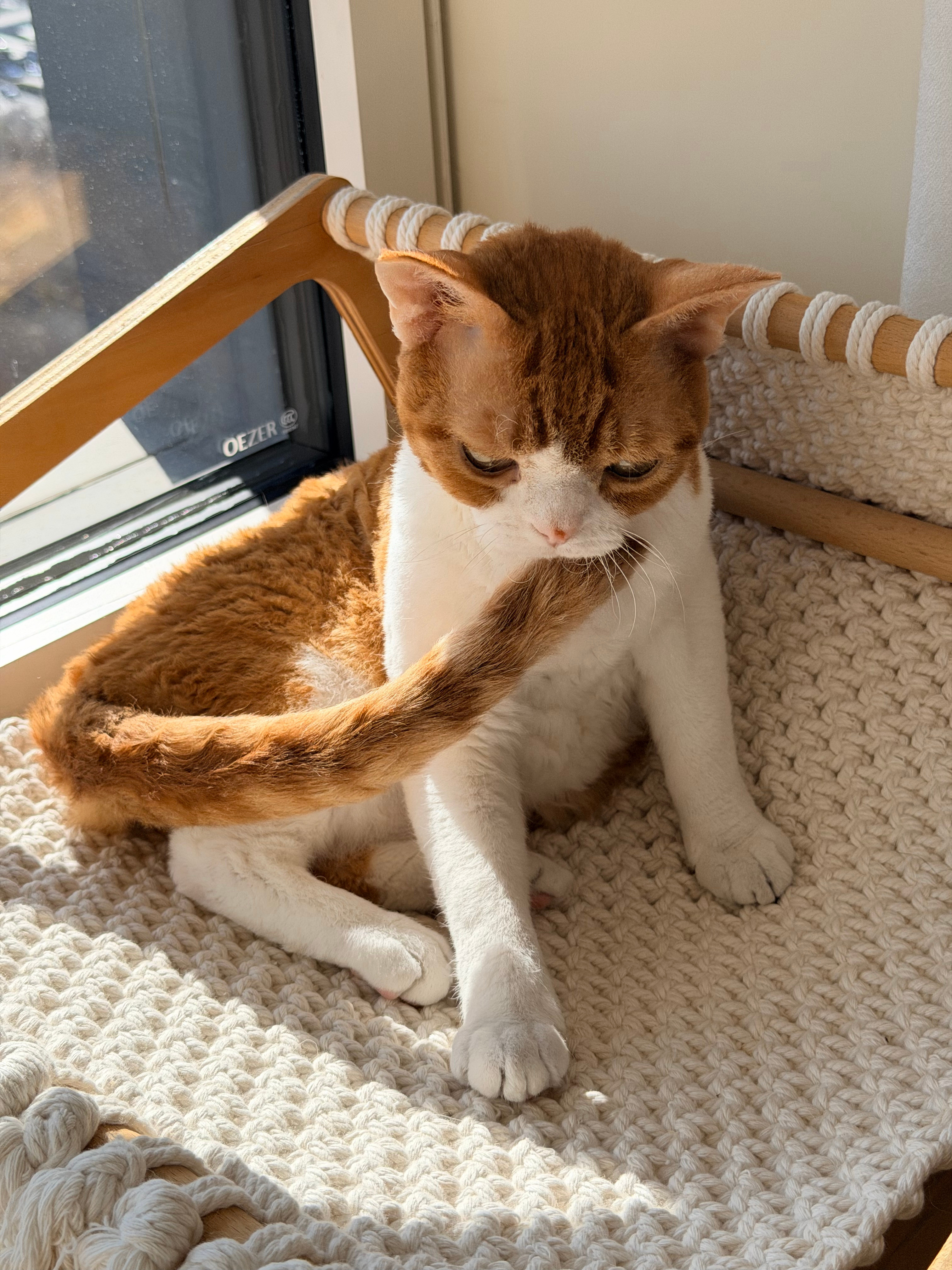 小猫咪就是世界上最可爱的存在！迫不及待想回家吸自家毛孩子了日常吸猫这个世界不能没