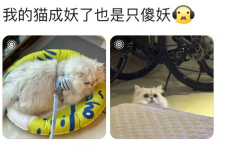 田曦薇我的猫能进妖市吗猫公大人：这届人类怎么比妖还难带？！网友：别管！先给