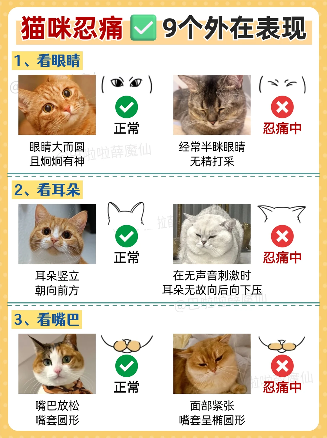 猫咪有这些表现说明它真的很痛了❗️